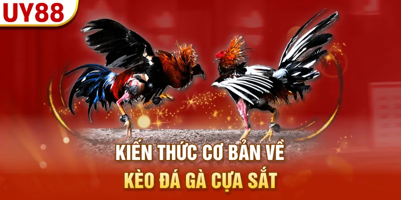 Kiến thức cơ bản về kèo đá gà cựa sắt